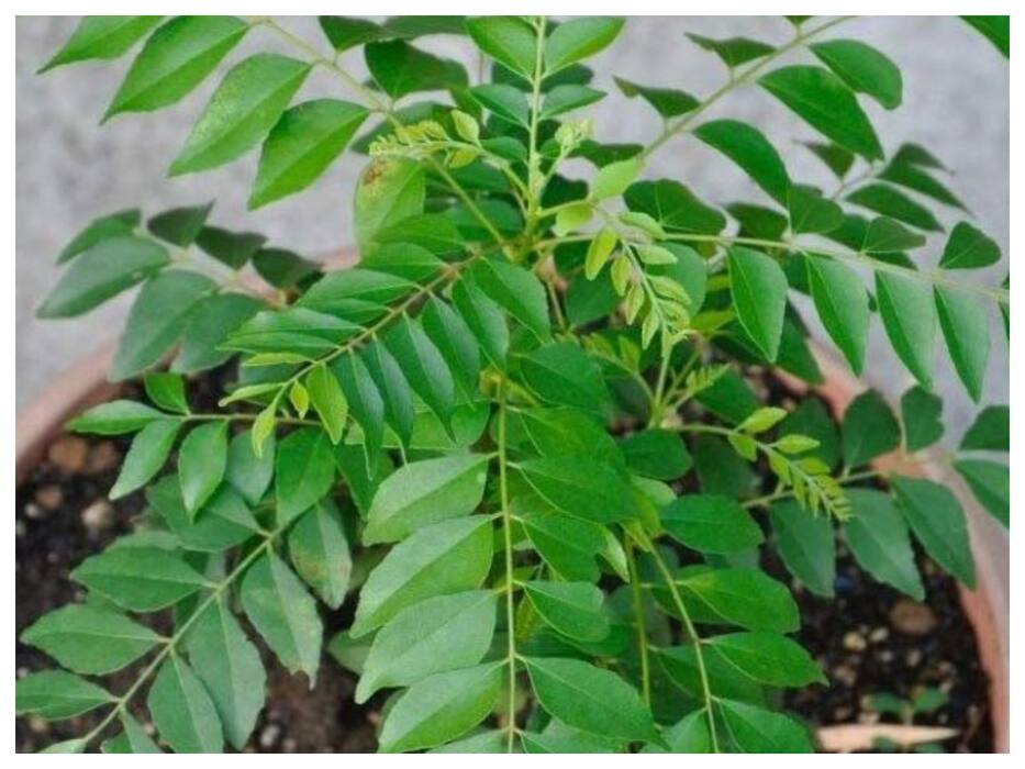 नीम के पत्ते कब चबाने चाहिए? जानिए पत्ते खाने से कौन-कौन से रोग ठीक हो सकते हैं