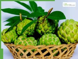 क्या डायबिटीज में शरीफा खाना चाहिए, जानिए मधुमेह में Custard Apple के फायदे-नुकसान
