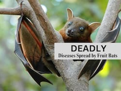 Ebola, Nipah to COVID: Top 5 Deadly Diseases Spread by Fruit Bats