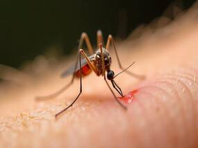 Dengue Cases Rise Exponentially In Chandigarh; 69 Cases Reported In 24 Hours