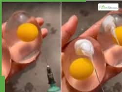 Fake Eggs Vs. Real Eggs: How To Identify Plastic Eggs, Health Risks They Can Cause