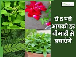 नीम के पत्ते कब चबाने चाहिए? जानिए पत्ते खाने से कौन-कौन से रोग ठीक हो सकते हैं