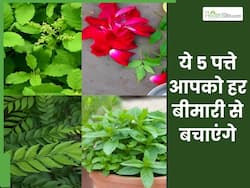 नीम के पत्ते कब चबाने चाहिए? जानिए पत्ते खाने से कौन-कौन से रोग ठीक हो सकते हैं