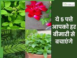 नीम के पत्ते कब चबाने चाहिए? जानिए पत्ते खाने से कौन-कौन से रोग ठीक हो सकते हैं