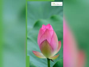 Lotus Benefits: कमल के फूलों से हेल्थ को मिलते हैं ये 8 फायदे