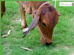 साउथ कोरिया में मिला लम्पी स्किन डिजिज का 1 और केस, 6 फार्म्स को किया गया सील