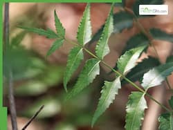 बदलते मौसम में रोज चबाएं ये 1 हरा पत्ता, ये बीमारियां नहीं फटकेंगी आसपास