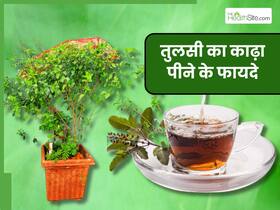 तुलसी के पत्तों का काढ़ा पीने से दूर होती हैं ये 5 समस्याएं, इस तरह करें सेवन