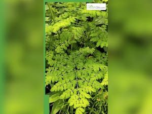 इन 10 हर्बल पत्तियों को खाली पेट खाने के फायदे