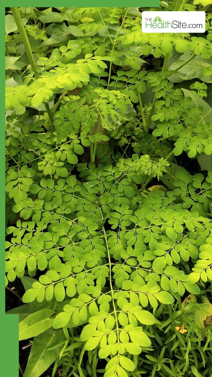 इन 10 हर्बल पत्तियों को खाली पेट खाने के फायदे