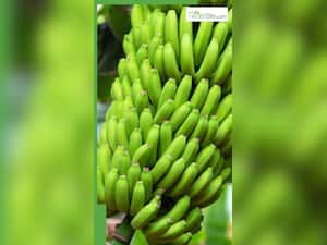 सुबह खाली पेट कच्चा केला खाने के 8 फायदे