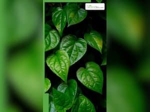 इस पत्ते का रोज करें सेवन बुढ़ापे में भी रहेंगे जवान