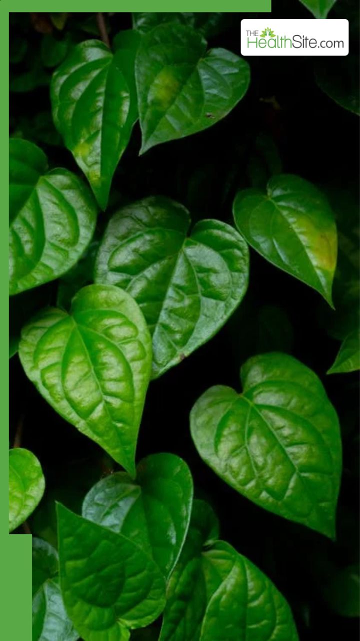 इस पत्ते का रोज करें सेवन बुढ़ापे में भी रहेंगे जवान