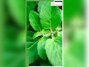 रोज सुबह तुलसी के पत्ते चबाने के 10 फायदे