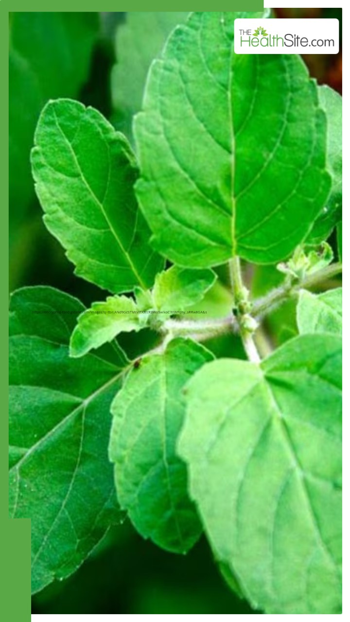 रोज सुबह तुलसी के पत्ते चबाने के 10 फायदे