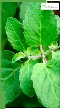 रोज सुबह तुलसी के पत्ते चबाने के 10 फायदे