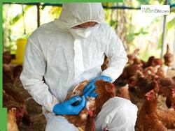 Influenza in Britain: ब्रिटेन में बढ़ा एवियन इन्फ्लूएंजा का खतरा, एक्सपर्ट्स ने किया