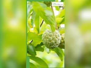 शरीफा की पत्तियों के 8 जबरदस्त फायदे