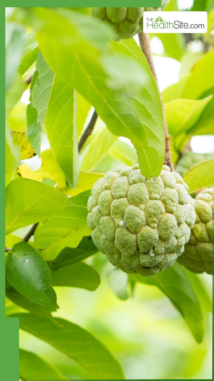 शरीफा की पत्तियों के 8 जबरदस्त फायदे