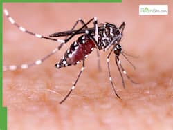 12 Foods To Boost Immune System And Prevent Dengue This Season