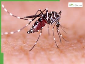 12 Foods To Boost Immune System And Prevent Dengue This Season 12 Foods To Boost Immune System And Prevent Dengue This Season