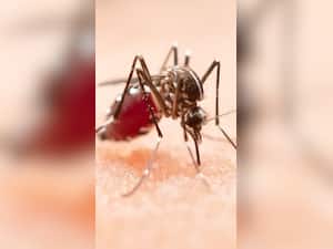 5 Ways In Which You Can Make Quick Recovery After Dengue Fever