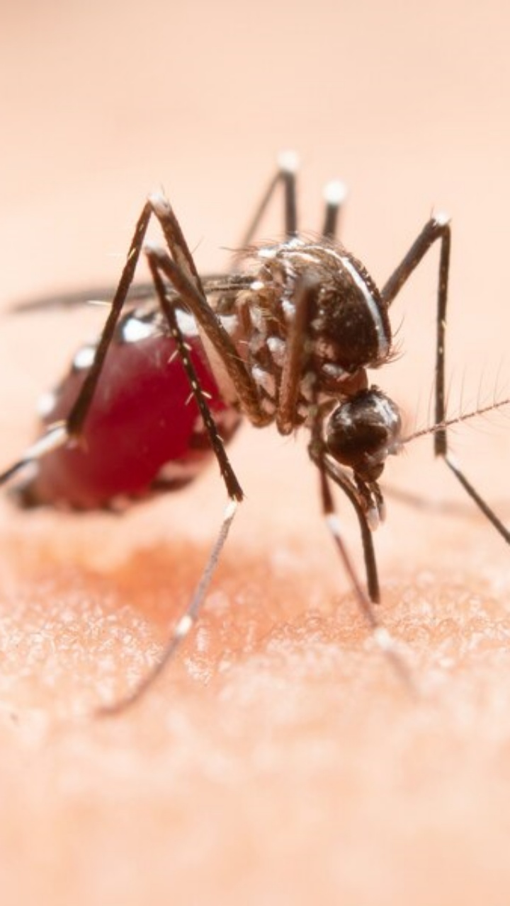 5 Ways In Which You Can Make Quick Recovery After Dengue Fever