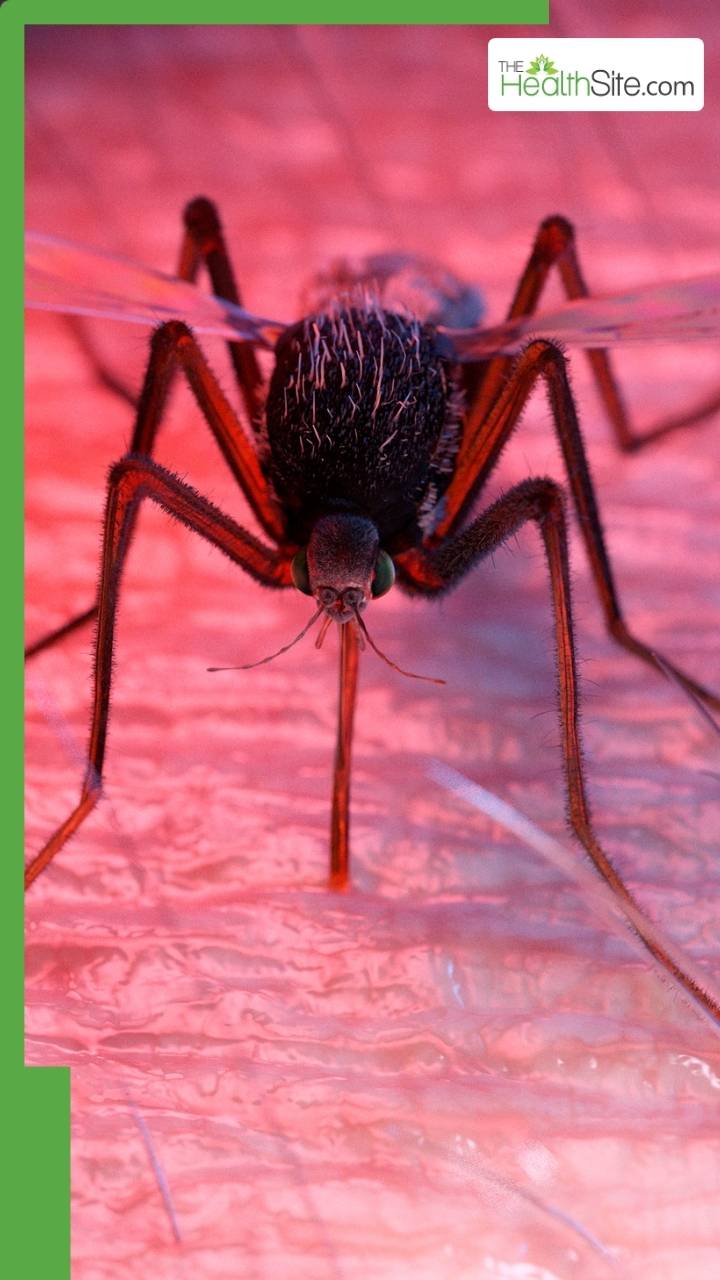 अक्टूबर में डेंगू ज्यादा क्यों फैल रहा है?