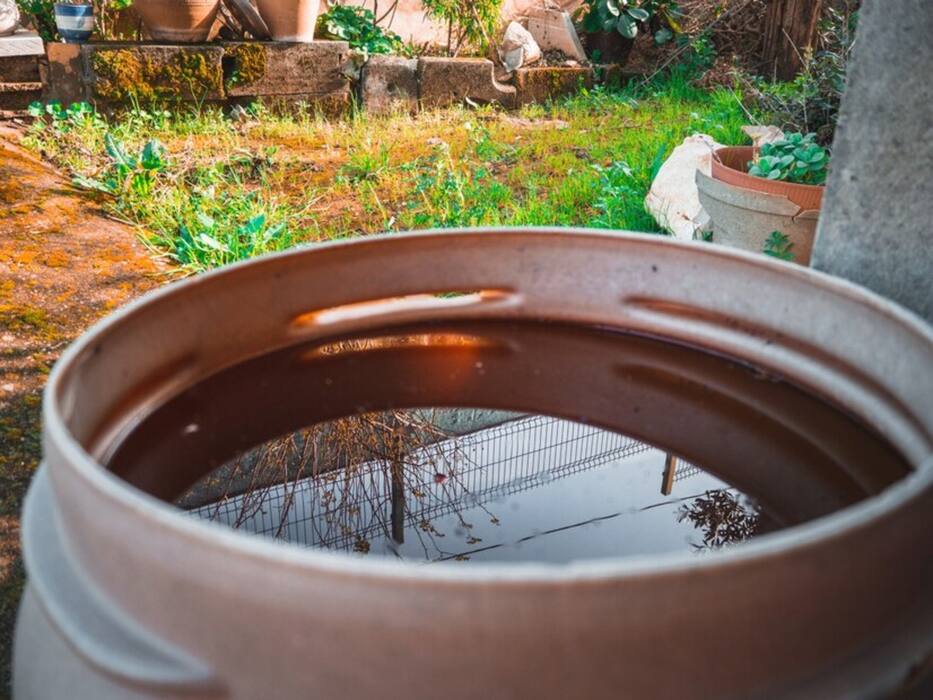 6 Effective Strategies For Dengue Prevention: Diet, Lifestyle, Other Measures
