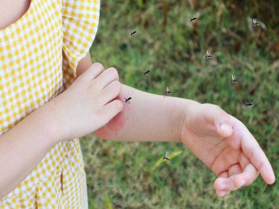 6 Effective Strategies For Dengue Prevention: Diet, Lifestyle, Other Measures