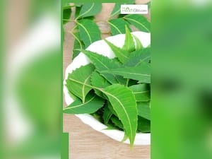 खाली पेट नीम की पत्तियां चबाने के 6 फायदे