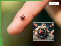 New virus in China: चीन में मिले एक और वायरस के संकेत, परीक्षण करने में जुटे रिसर्चर