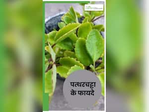 इन बीमारियों का काल है पत्थरचट्टा, घर में बनाकर प‍िएं काढ़ा; होंगे 6 फायदे