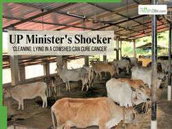 Cleaning Cowshed Can Cure Cancer: UP Minister's Bizarre Claim Sparks Outrage