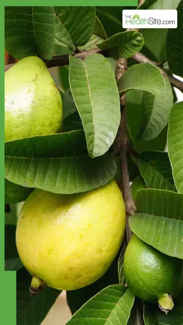 рд╕реБрдмрд╣ рдЦрд╛рд▓реА рдкреЗрдЯ рдЕрдорд░реВрдж рдХреЗ рдкрддреНрддреЗ рдЪрдмрд╛рдиреЗ┬ардХреЗ┬а8┬ардлрд╛рдпрджреЗ