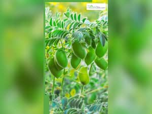 सर्दियों में चने का साग खाने के 10 फायदे