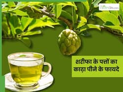 शरीफा के पत्तों का काढ़ा पीने से दूर होंगी ये 5 बीमारियां, जानिए इस्तेमाल करने का अलग-अलग तरीका