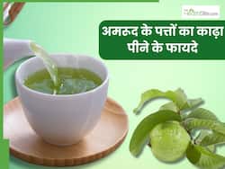 अमरूद के पत्तों का काढ़ा पीने से दूर होती हैं ये 5 समस्याएं, इस तरह करें घर पर तैयार