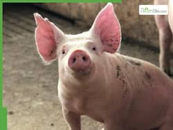 अमेरिका में पहली बार सूअर में H5N1 बर्ड फ्लू का मामला आया सामने, फार्म को किया गया क्वारंटीन