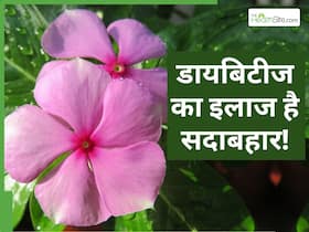 डायबिटीज कंट्रोल करने के लिए करें इस 1 फूल का सेवन, शाम तक धड़ाम से नीचे आ जाएगा ब्लड शुगर डायबिटीज कंट्रोल करने के लिए करें इस 1 फूल का सेवन, शाम तक धड़ाम से नीचे आ जाएगा ब्लड शुगर