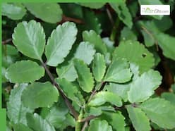 10 Medicinal Uses Of Patharchatta Plant