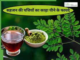 सहजन की पत्तियों का काढ़ा पीने से दूर होती हैं ये 5 समस्याएं, जानिए इस्तेमाल करने का सही तरीका