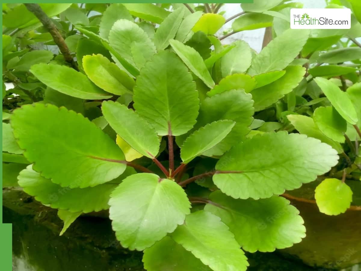 How To Use Patharchatta For Kidney Stone Natural Relief For Kidney Stones: How To Use Patharchatta