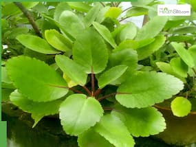 Natural Relief For Kidney Stones: How To Use Patharchatta