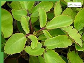 Patharchatta Plant Uses: How Does Patharchatta Plant  Benefit In  Stones?