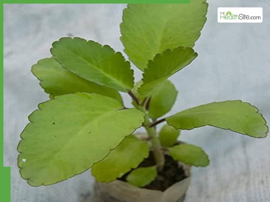 How Do You Use Bryophyllum Pinnatum (Patharchatta) Leaf ...