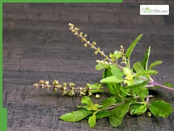 Tulsi Juice On Empty Stomach: 5 Health Benefits of Drinking Basil Juice Daily In The Morning