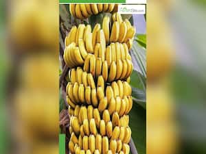 भूलकर भी न करें केले के साथ इन 7 चीजों का सेवन?