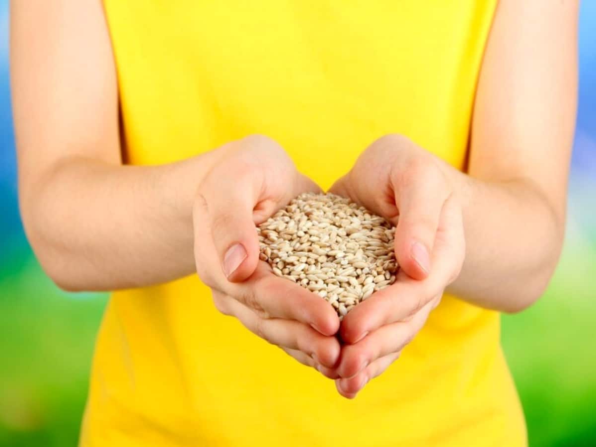 grains for health, Healthy grains, Avoid rice, wheat alternatives, grain for weight loss, eating habits, dieting habits, grain-free diet, health benefits of grain-free diet, grain-free diet for weight loss, grain-free diet to reduce inflammation, disadvantages of grain-free diet, drawbacks of grain-free diet, grain-free diet myths, grain-free diet facts