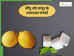 नींबू और कपूर को एक साथ मिलाकर खाने से दूर होंगी ये 5 समस्याएं, इस तरह करें इस्तेमाल